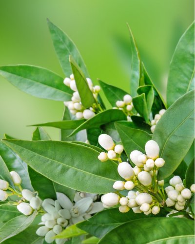 5. Neroli flowers and leaves, illustrating natural ingredients in Nurme Collagen Renewing Night Cream