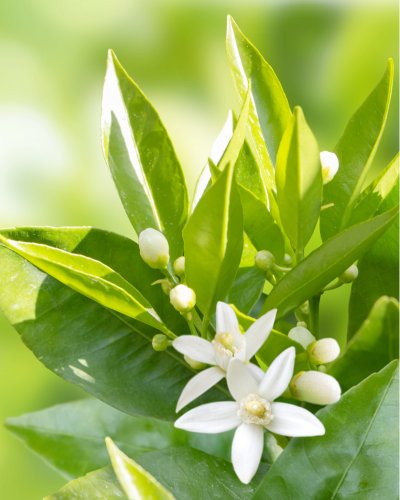 5. Close-up of neroli flowers and leaves, illustrating key ingredient in Nurme cleanser