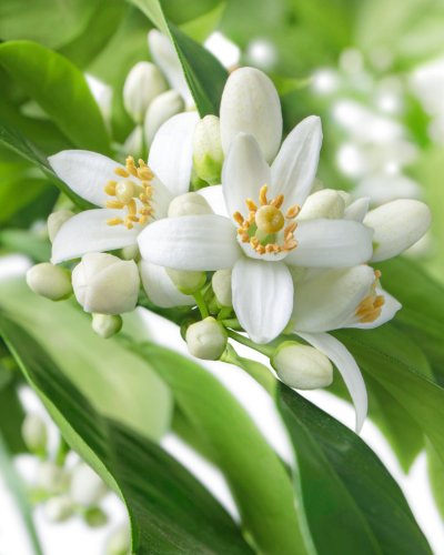 4. Close-up of neroli flowers, key ingredient in Nurme Micellar Water