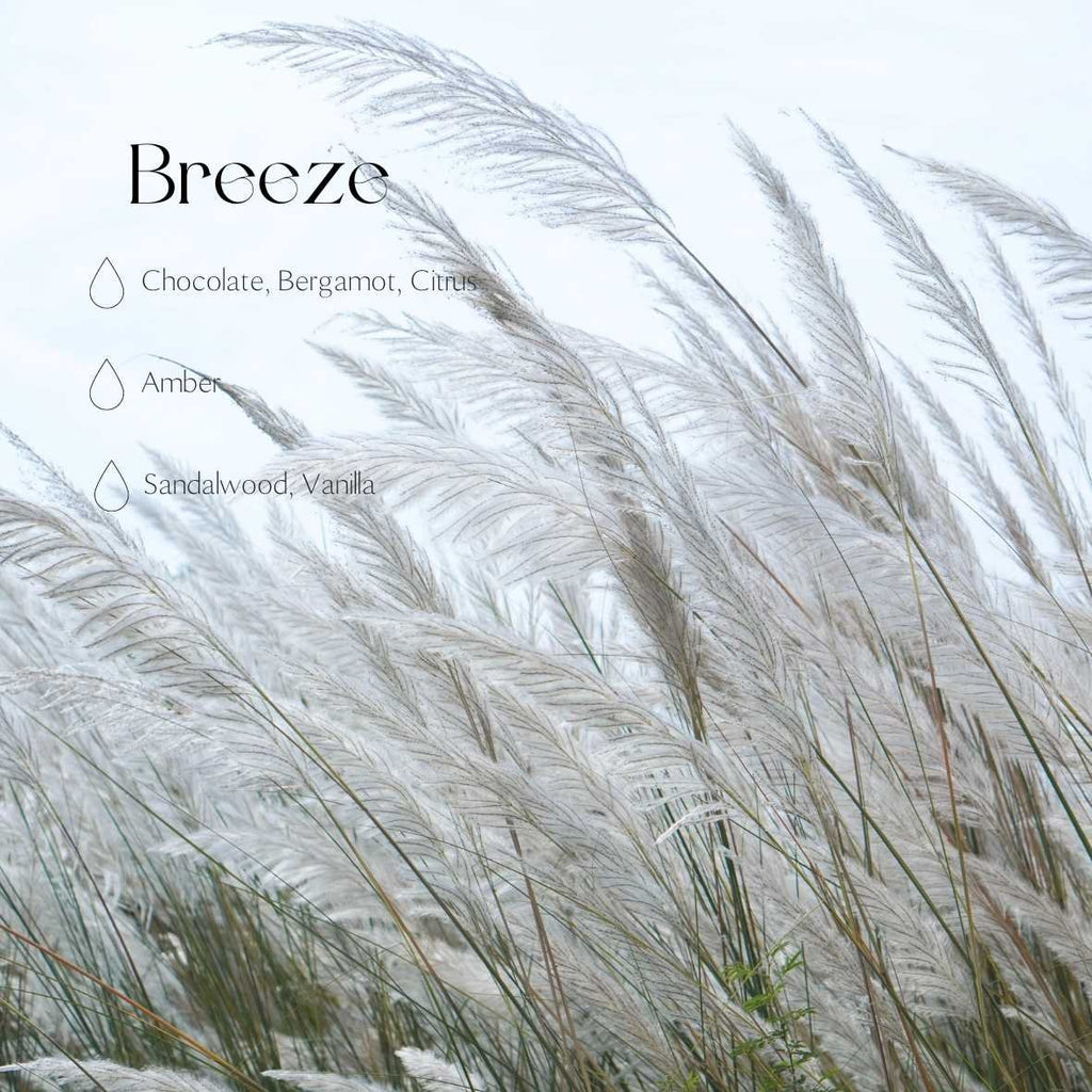 2. Candledust Breeze fragrance notes with image of pampas grass, highlighting chocolate, bergamot, citrus, amber, sandalwood, and vanilla