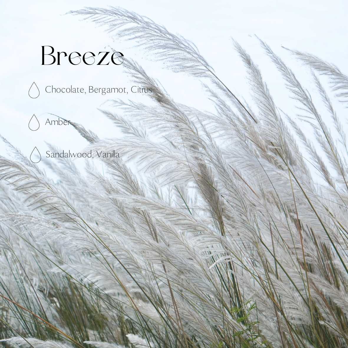 2. Candledust Breeze fragrance notes with image of pampas grass, highlighting chocolate, bergamot, citrus, amber, sandalwood, and vanilla