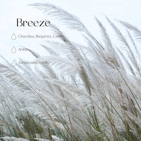 2. Candledust Breeze fragrance notes with image of pampas grass, highlighting chocolate, bergamot, citrus, amber, sandalwood, and vanilla