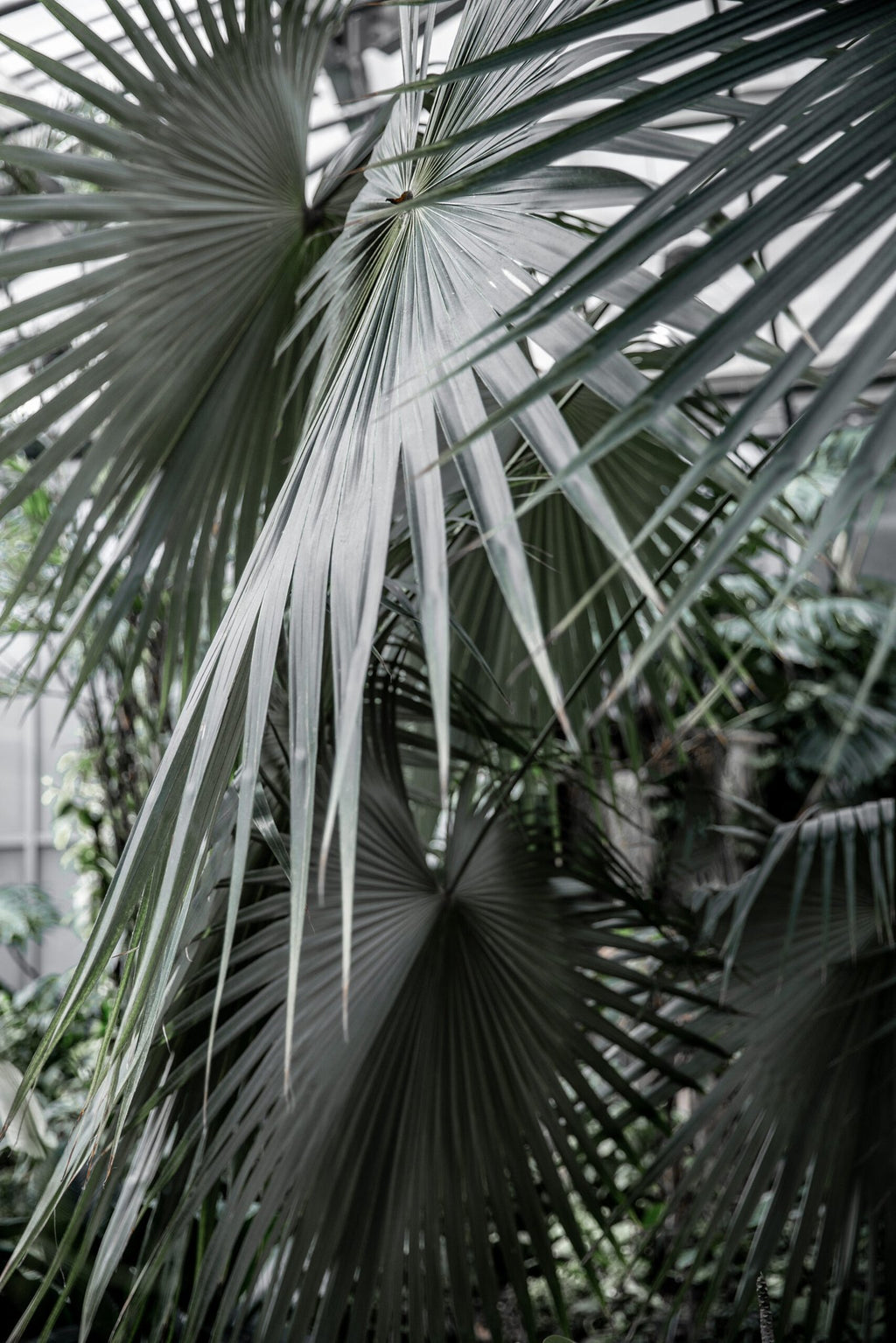 13. Close-up of tropical leaves, providing a natural backdrop for the Nordhale VIK Tote Bag