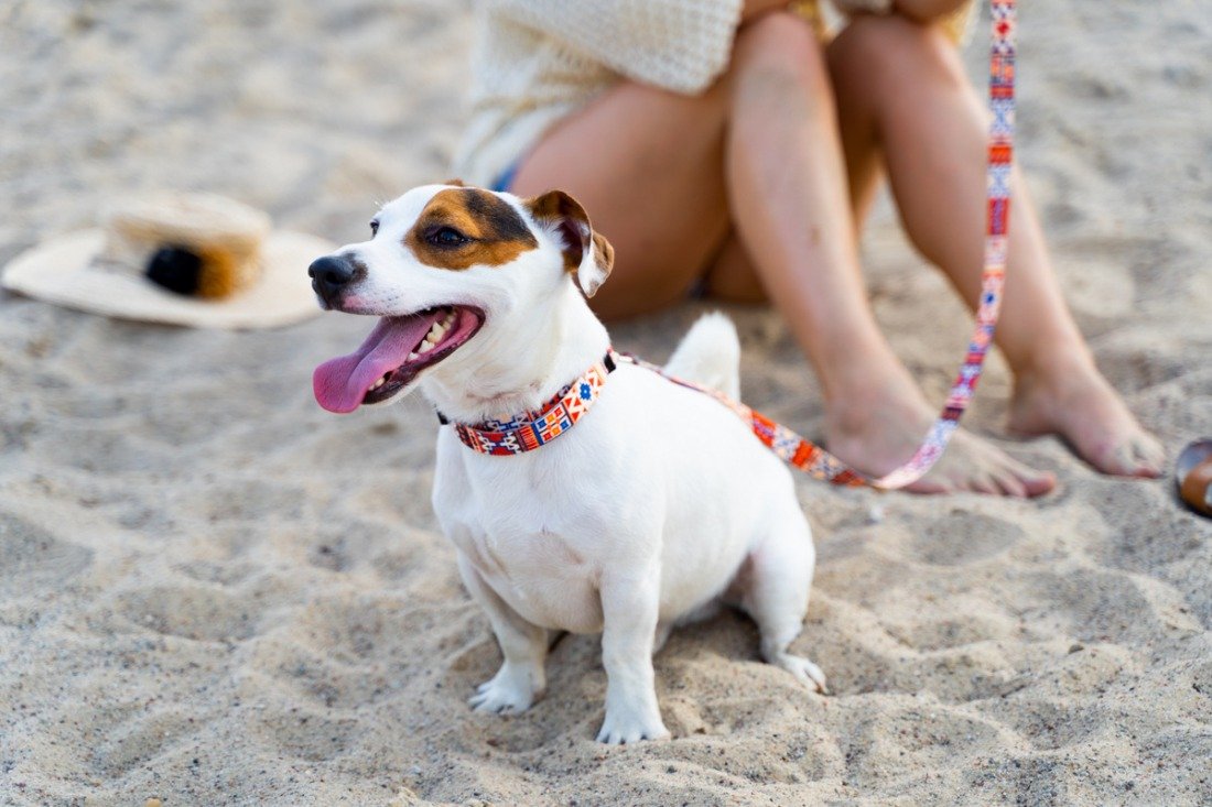 1. Small dog wearing Matteo Boho Collection collar on sandy beach with woman sitting in background