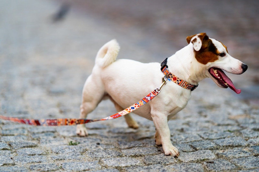 1. Dog wearing boho collar and leash with colorful patterns on cobblestone street