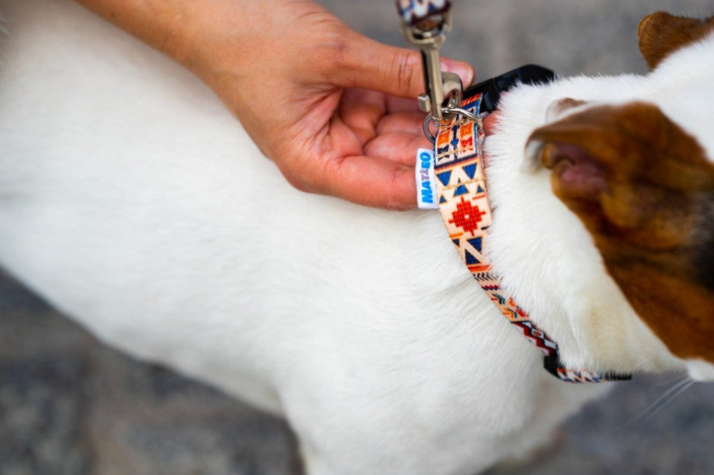 7. Hand attaching leash to Matteo Boho Collection collar on small dog