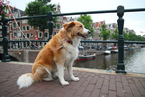 1. Brown and white dog wearing Matteo boho dog collar sitting on brick path by canal