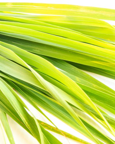 2. Fresh lemongrass leaves representing the natural fragrance of Nurme Wild Lemongrass Gel