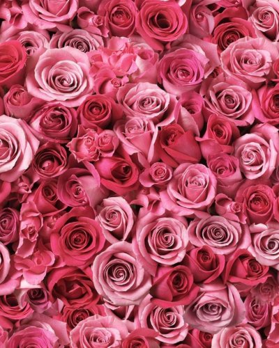 6. Close-up of pink roses, representing the natural ingredients in Nurme Rose Face Cleansing Foam
