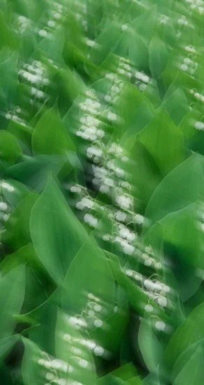 3. Close-up of green leaves with small white flowers, representing natural ingredients
