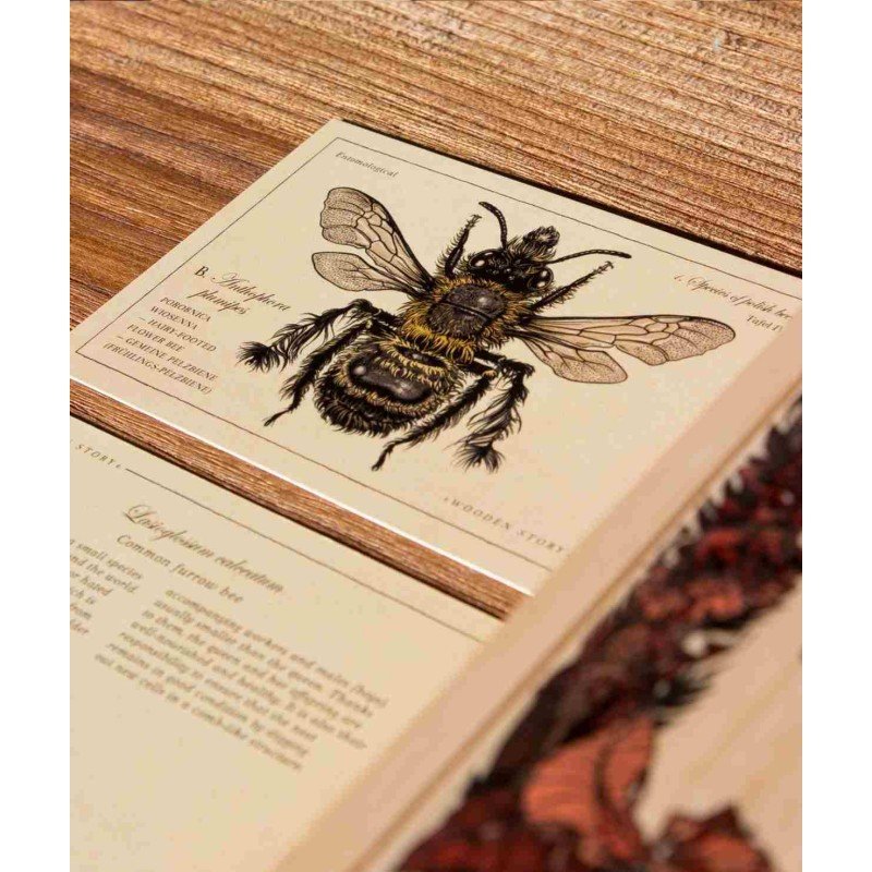 4. Close-up of a card showing detailed illustration and information about a specific bee species
