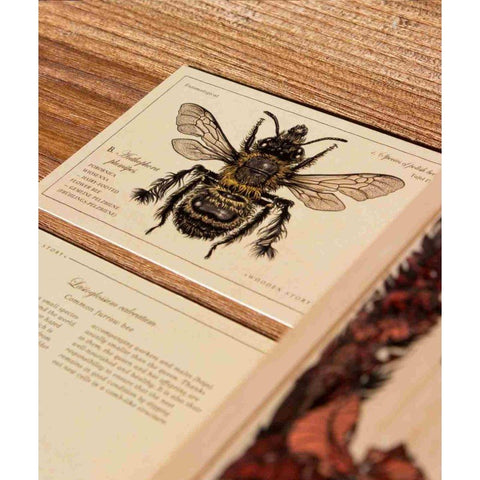 4. Close-up of a card showing detailed illustration and information about a specific bee species
