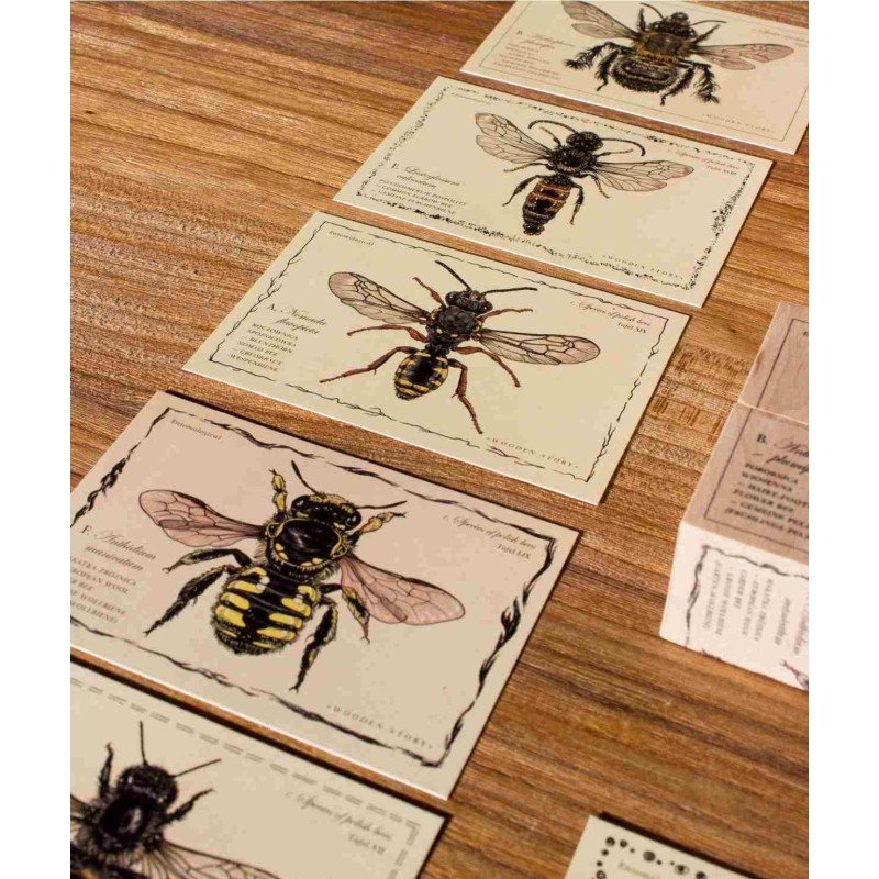 5. Multiple cards laid out displaying various bee species illustrations and educational details