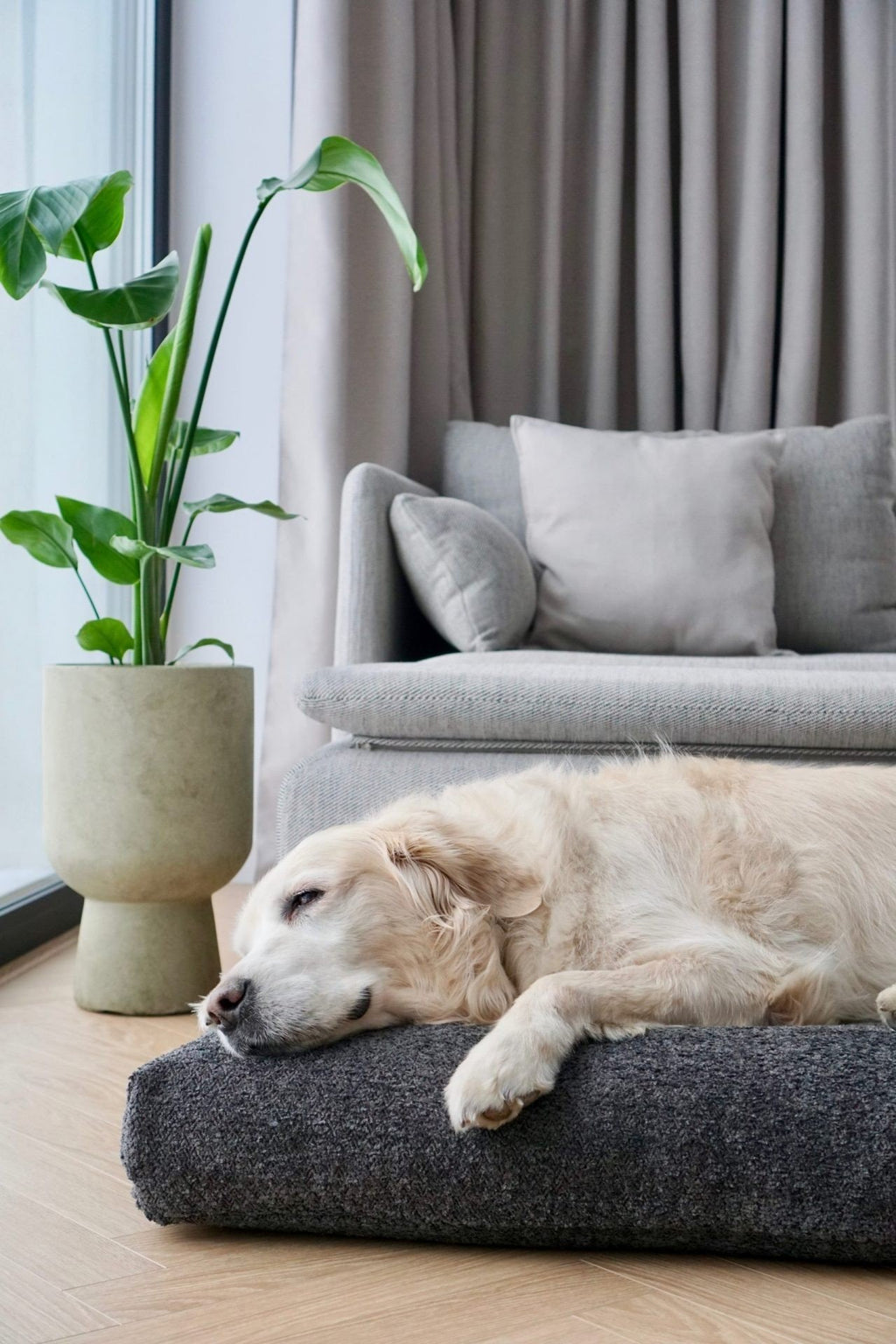 1. Golden retriever resting on anthracite Buklaa dog cushion in modern living room with grey sofa and potted plant