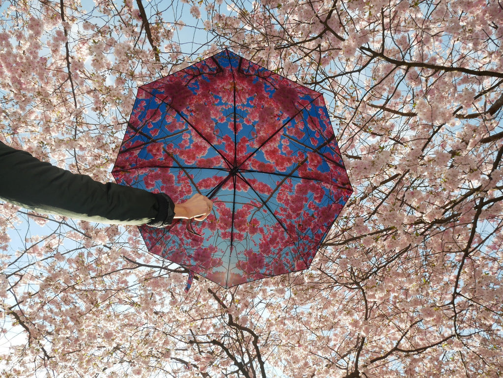 6. Cherry Blossom umbrella held under blooming cherry trees