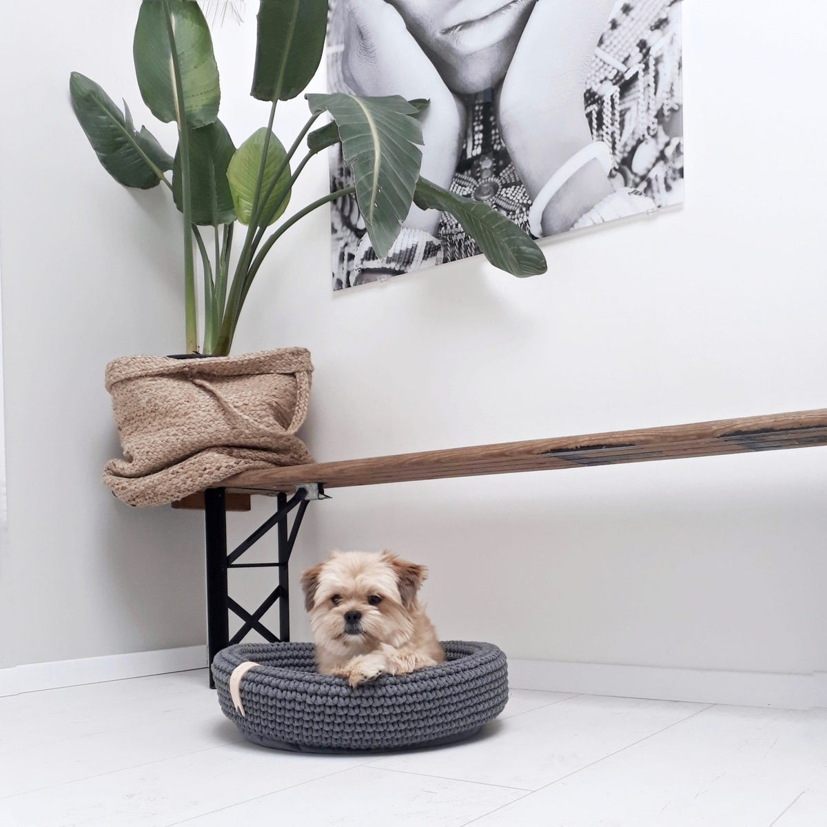 2. Small dog sitting in anthracite Labbvenn Coco pet bed in a modern room with plants and wall art