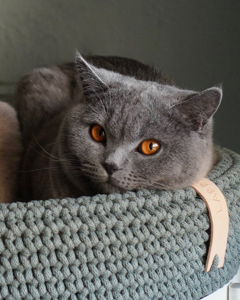 1. Grey cat resting in green Labbvenn pet bed, highlighting cozy design and Labbvenn logo tag