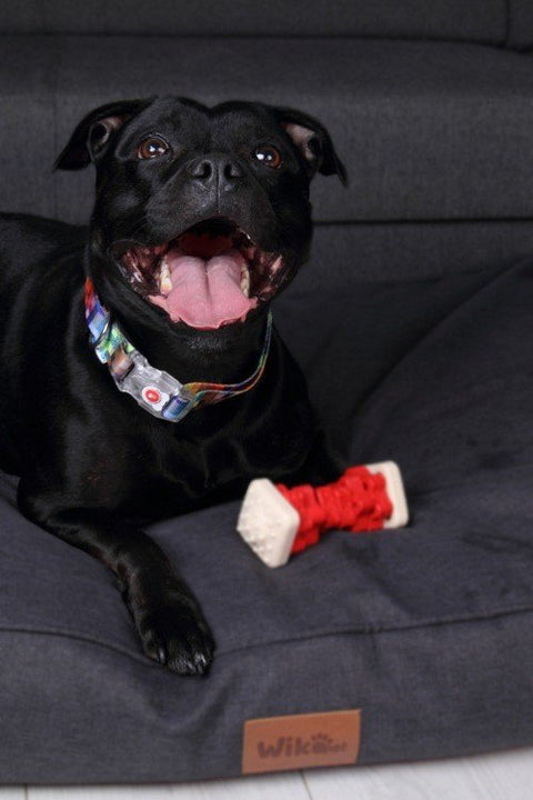 1. Black dog lying on grey dog bed wearing colorful pixel-patterned collar with LED buckle, holding toy