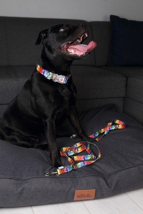 1. Black dog wearing colorful pixel-patterned collar with LED buckle, sitting on grey dog bed
