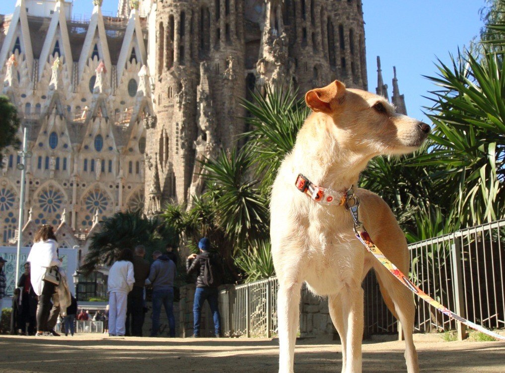 1. Brown dog wearing Matteo LED collar in front of historic cathedral