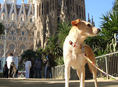 1. Brown dog wearing Matteo LED collar in front of historic cathedral