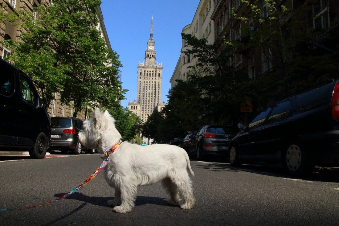 1. White dog wearing Matteo LED collar on urban street with historic building in background