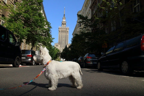 1. White dog wearing Matteo LED collar on urban street with historic building in background