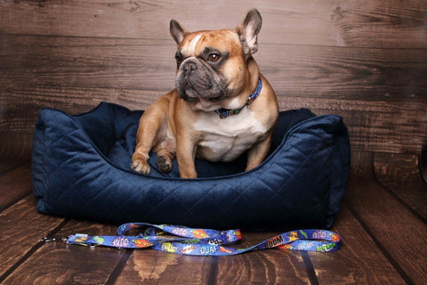 1. Bulldog wearing blue graffiti dog collar with comic-style print, sitting on a navy dog bed in a wooden room, leash visible on the floor.