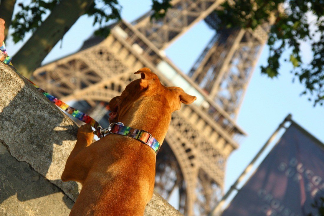 1. Dog with Matteo pixel collar looking at Eiffel Tower