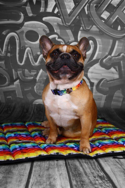 1. Dog sitting on colorful mat wearing Matteo pixel collar with graffiti background