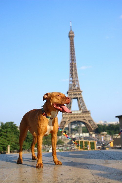 1. Dog wearing Matteo pixel pattern collar in front of Eiffel Tower
