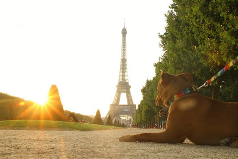 1. Dog wearing Matteo pixel collar lying on path with Eiffel Tower in background