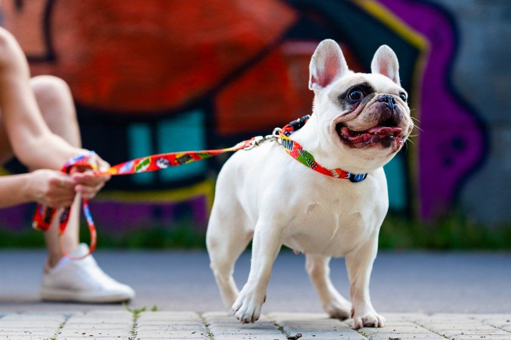 1. French bulldog wearing Matteo red graffiti collar with woman holding matching leash in urban setting