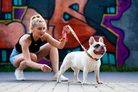 1. Woman with French bulldog wearing red graffiti collar and leash in front of urban graffiti wall