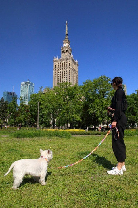 1. Woman walking a dog wearing a colorful travel-themed collar in a park with a tall building in the background