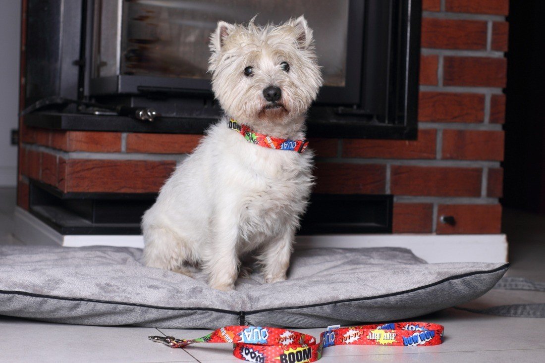 1. Small white dog wearing red graffiti collar with LED buckle, sitting indoors on grey cushion