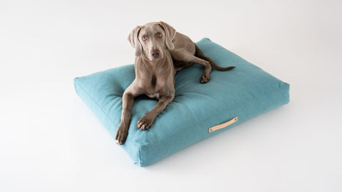1. Dog lying on Labbvenn Copenhagen Cushion in azure color, showcasing Scandinavian design in a minimalist setting