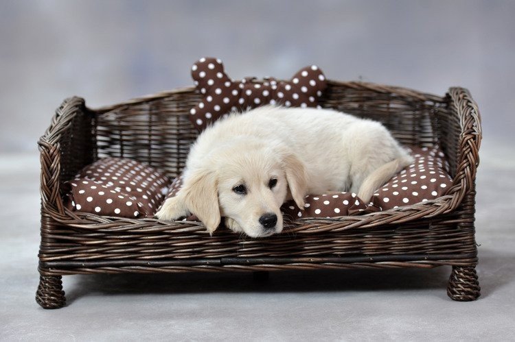 4. Puppy resting on dark wicker pet bed with brown polka dot cushion and bone