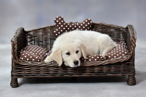 4. Puppy resting on dark wicker pet bed with brown polka dot cushion and bone