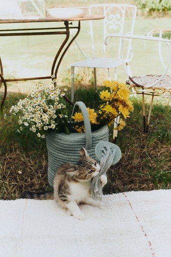 1. Cat playing with blue decorative basket watering can in garden with flowers