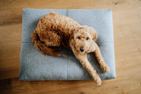 1. Brown curly-haired dog lying on Labbvenn Finno cushion in anthracite color on wooden floor, showcasing elegant decorative stitching and comfort