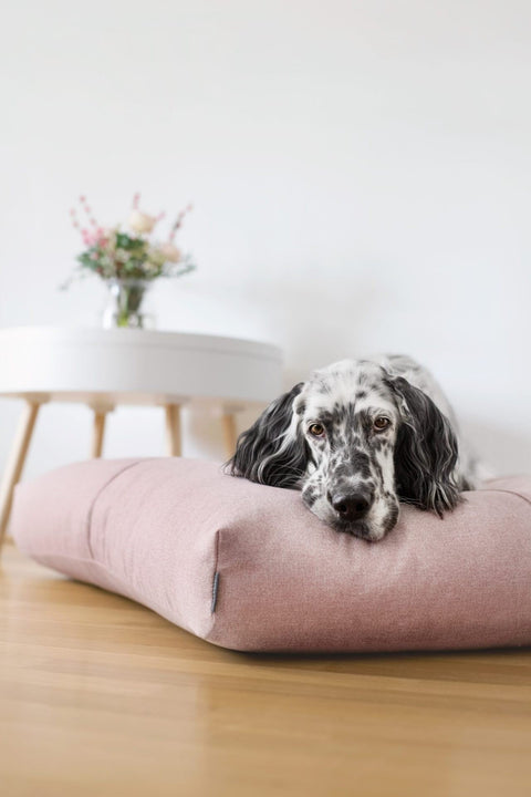 1. Black and white dog resting on a rose-colored Finno cushion by Labbvenn in a modern living room setting with a small table and flowers in the background