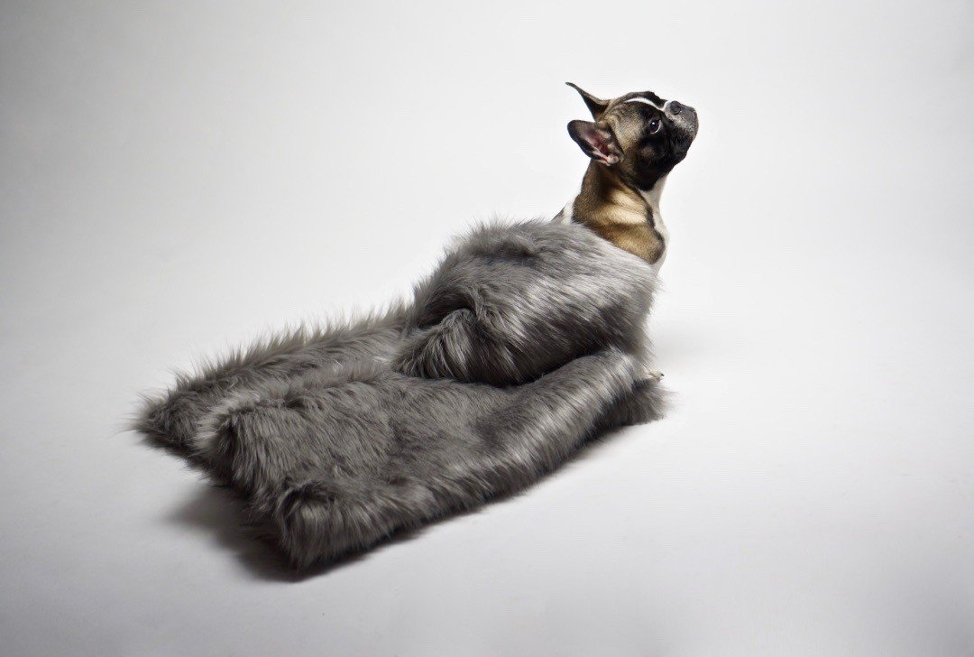 3. Dog wrapped in a silver faux fur blanket on a white background, highlighting the soft texture