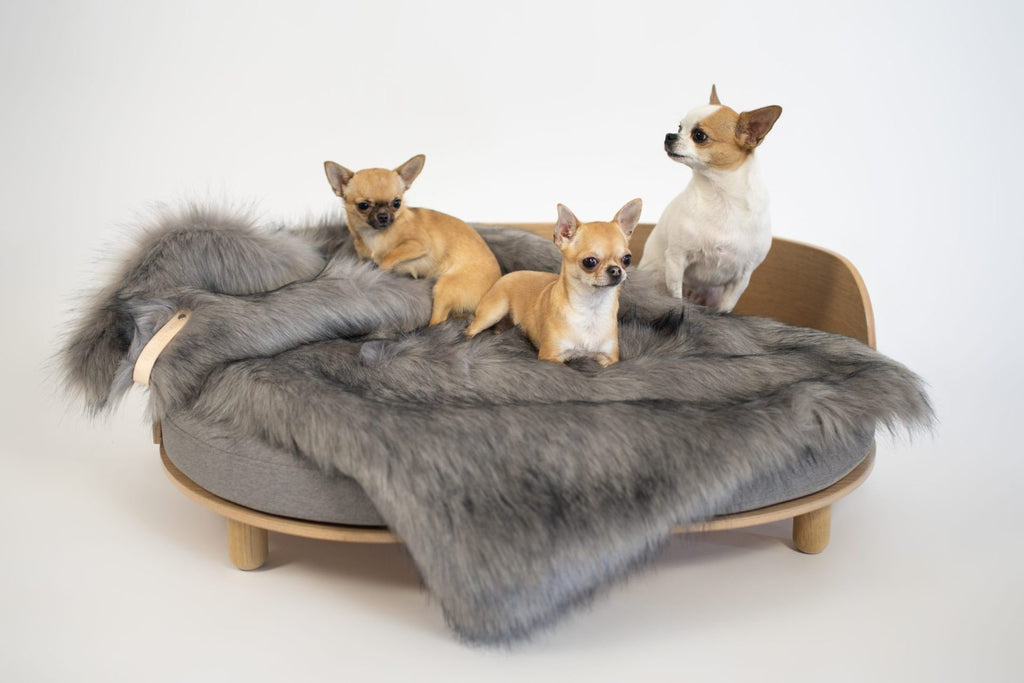 1. Three small dogs sitting on a bed covered with a silver faux fur blanket in a studio setting