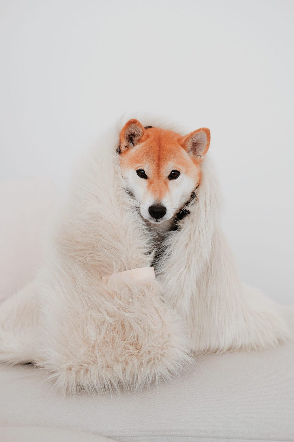 1. Dog wrapped in Labbvenn Föra white faux fur blanket on a light sofa, showcasing cozy and elegant design