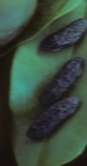 5. Close-up of dark seeds on green leaves