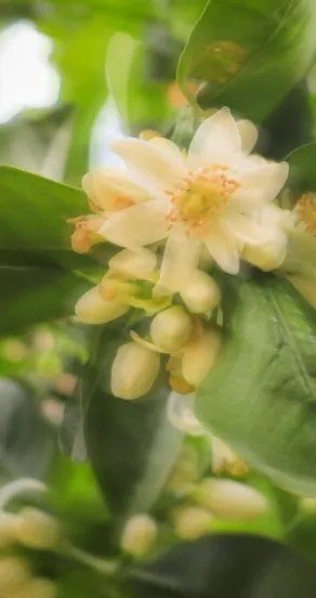 9. Close-up of white citrus blossoms on green leaves