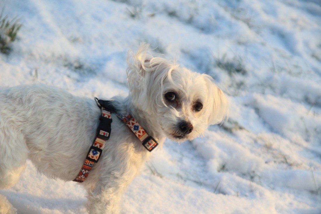 1. Small white dog wearing Matteo Boho Collection harness with colorful pattern standing on snow