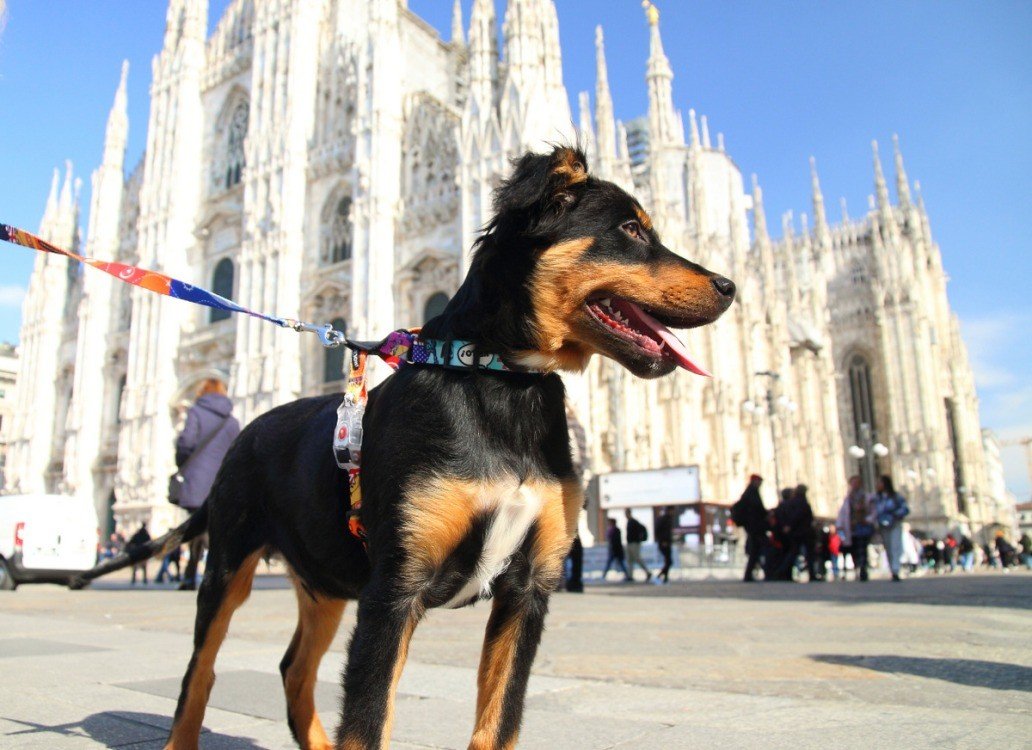 1. Dog wearing colorful travel-themed harness in front of a historic cathedral, showcasing the harness in an outdoor setting