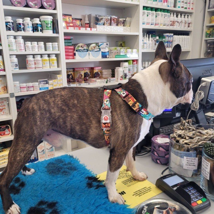 1. Dog standing on a counter in a pet store wearing a colorful travel-themed harness, highlighting the fit and design
